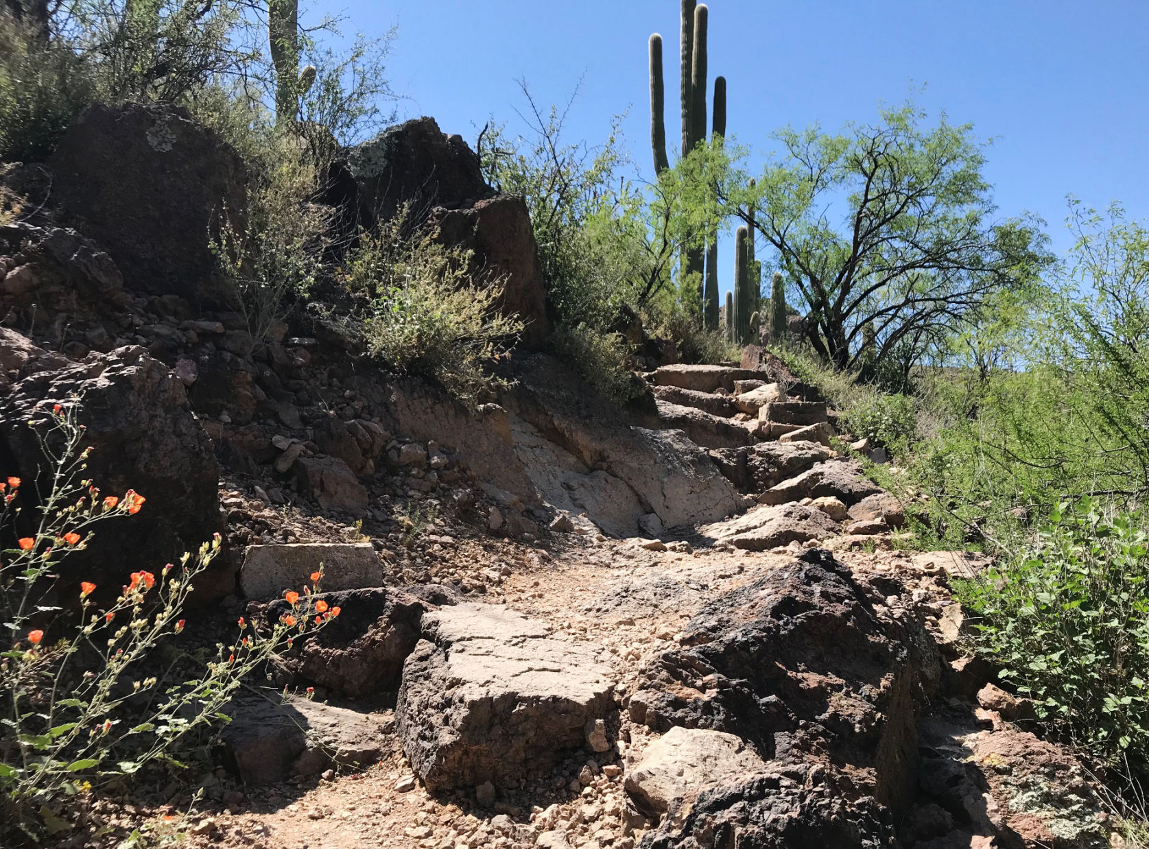 trail.jpg